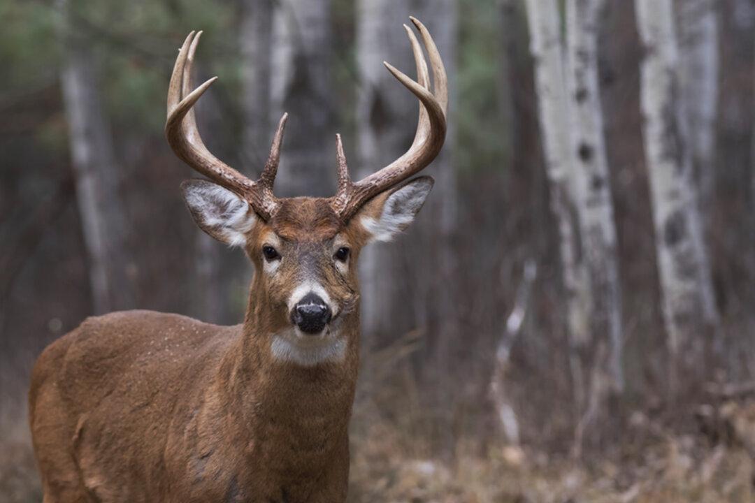 Hunter Gets Half His Face Ripped Off by Huge Deer as He Tries to Shoot It, Vows to Keep Hunting
