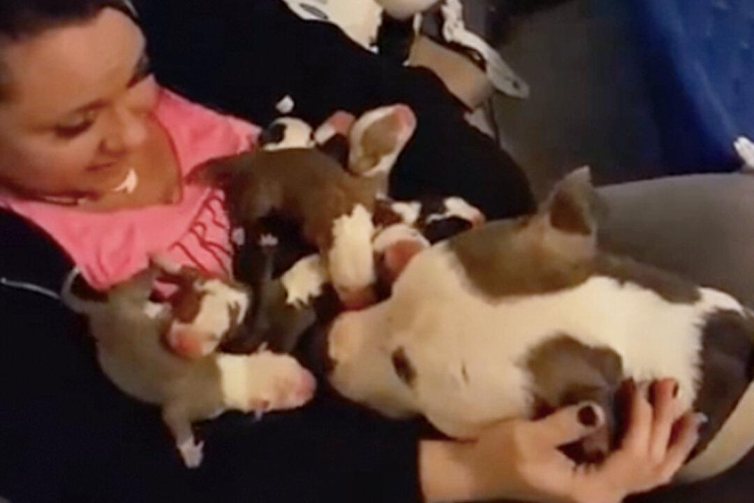 Pit Bull Mom Gives Birth to 11 Pups and Brings All of Them to Her Human Mom Who Rescued Her