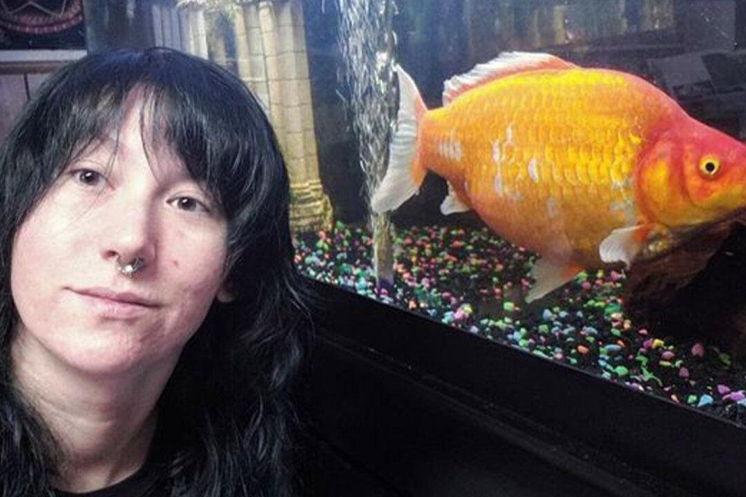 Woman Shocked When Her Small Goldfish Grows Into a Foot-Long Cannibal ‘Monster’