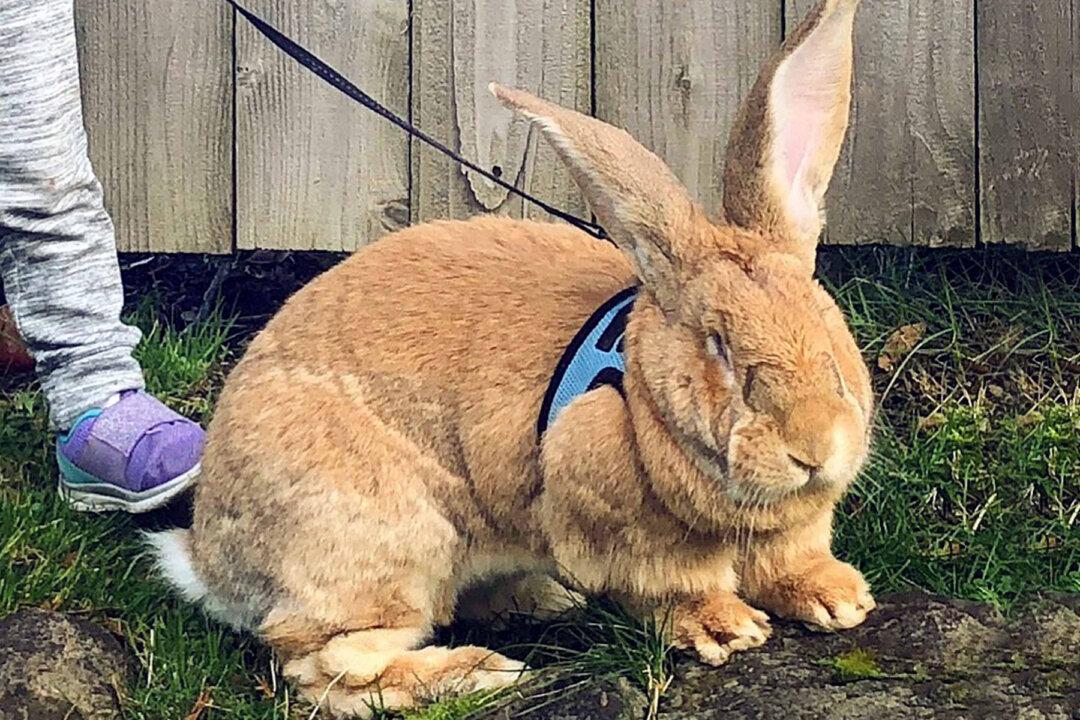 Giant House Rabbit ‘Cocoa Puff’ Is Almost as Big as His Human Sis, Has His Own Instagram