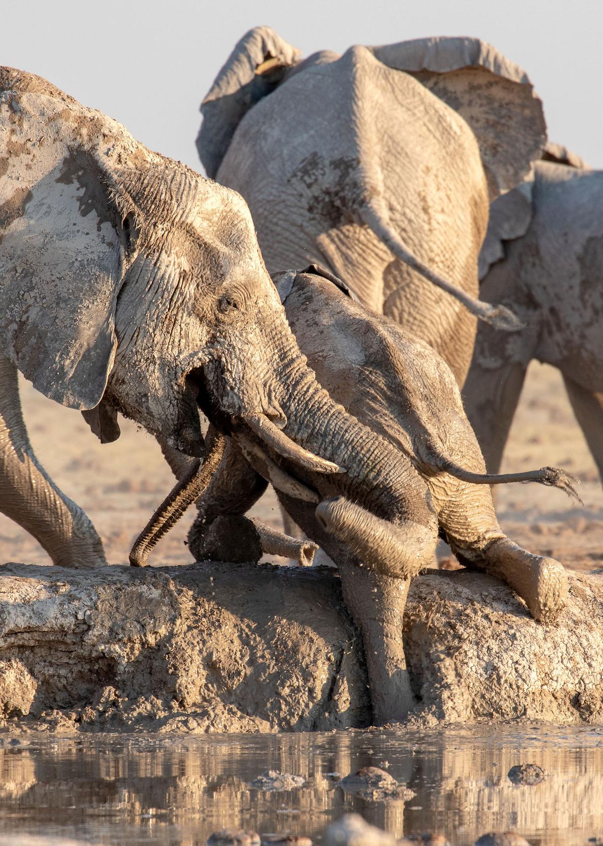 A calf slipped and got stuck in a watering hole. (Caters News)
