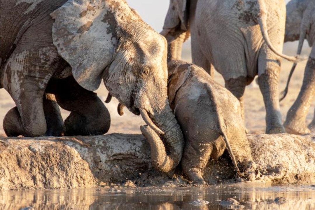 Heartwarming Video Captures Elephants Rescuing a Calf That Slipped Into a Watering Hole