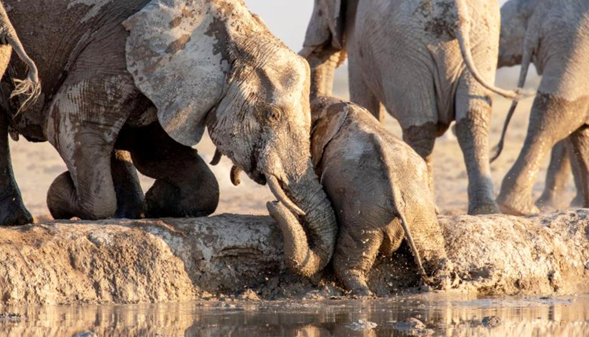Heartwarming Video Captures Elephants Rescuing a Calf That Slipped Into a Watering Hole