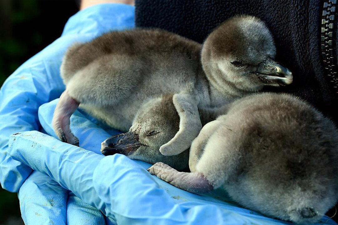Supermarket Adopts Humboldt Penguins at UK’s Chester Zoo to Prevent Permanent Closure