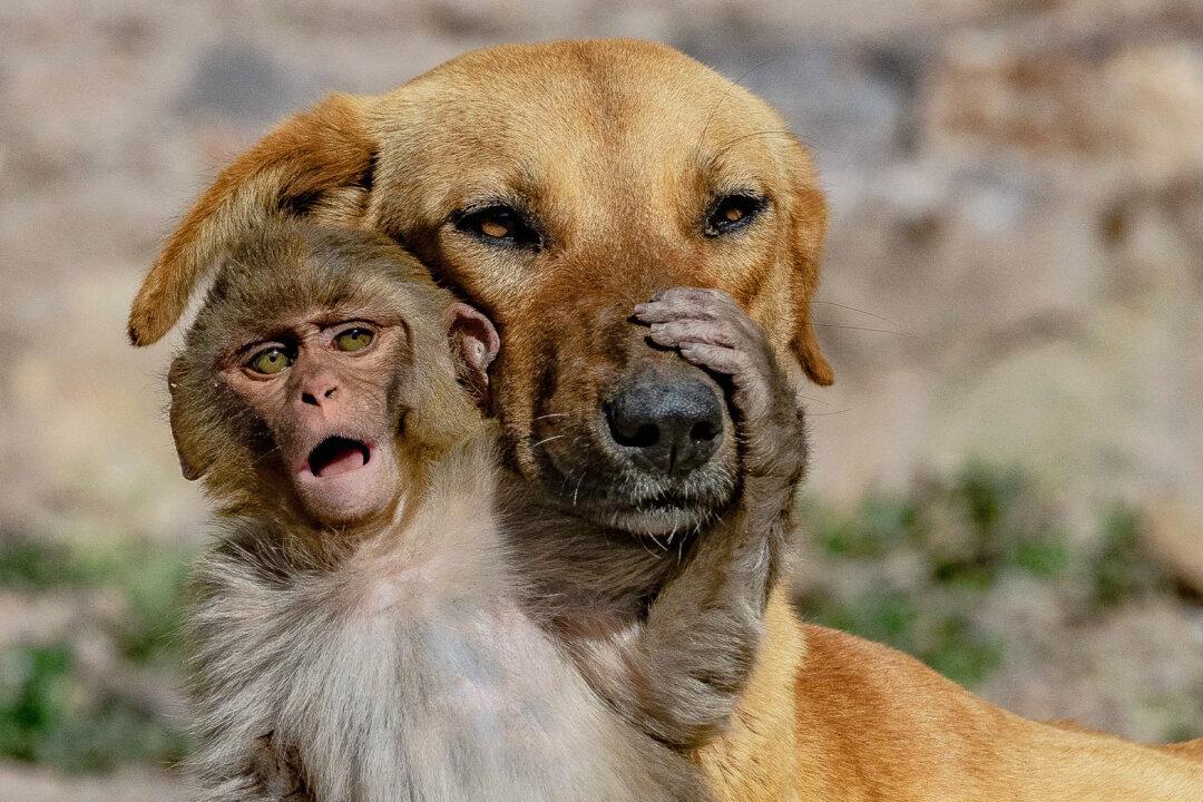 Mother Dog ‘Adopts’ Orphaned 10-Day-Old Baby Monkey After Its Parents Were Poisoned