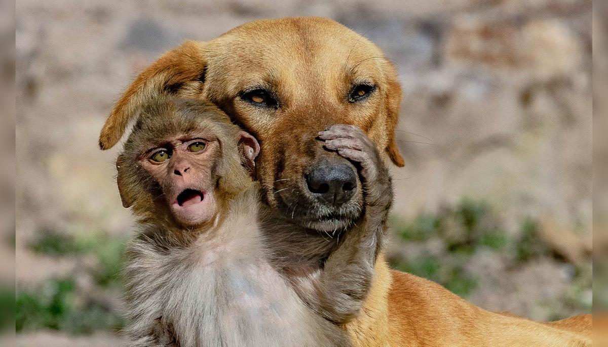 Mother Dog ‘Adopts’ Orphaned 10-Day-Old Baby Monkey After Its Parents Were Poisoned
