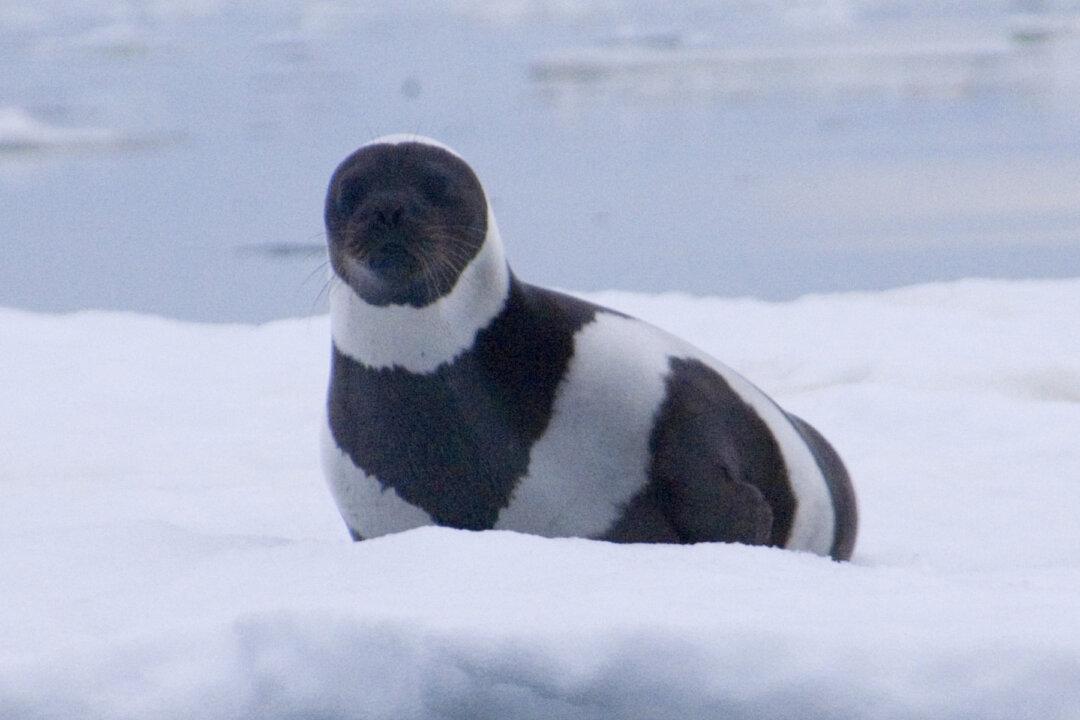 Extremely Rare Ribbon Seal With Four Gorgeous Bands Is the ‘Most Striking’ in the World