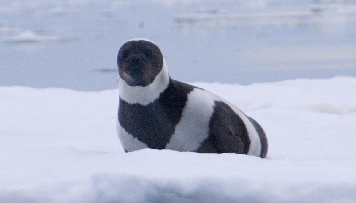 Extremely Rare Ribbon Seal With Four Gorgeous Bands Is the ‘Most Striking’ in the World