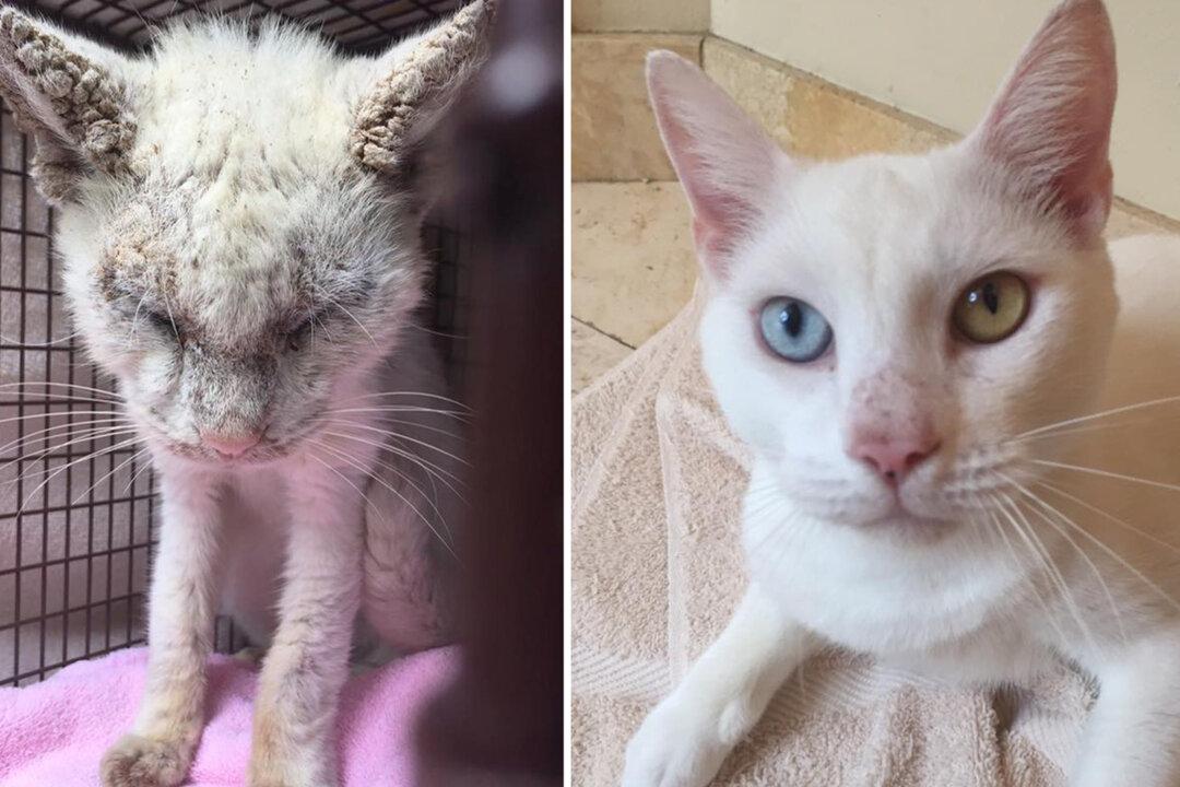 ‘Blind’ Cat Rescued From the Streets Finally Opens His Eyes to Reveal Two Stunning Different Colors