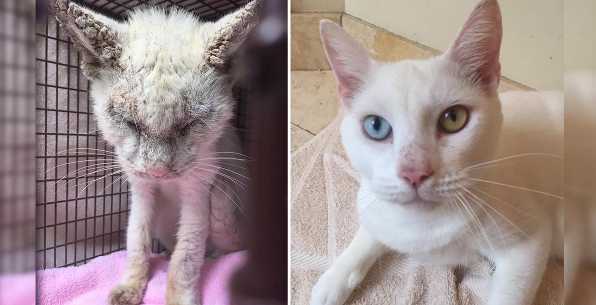 ‘Blind’ Cat Rescued From the Streets Finally Opens His Eyes to Reveal Two Stunning Different Colors