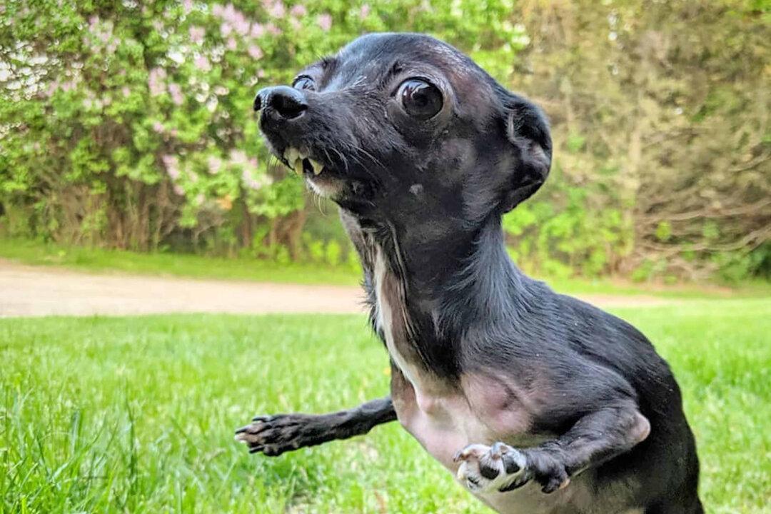 Chihuahua With Birth Defect and Permanently Broken Legs Had No Hope–Until New Owner Adopts Her