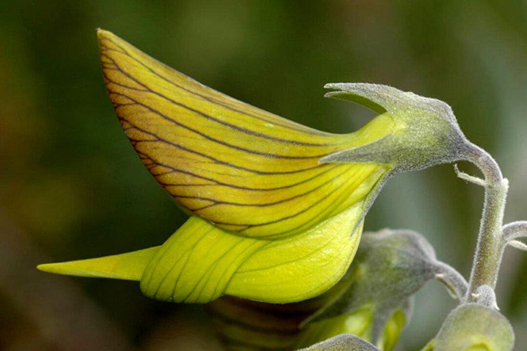 Australian Flower With Petals That Look Like Perfect Little Hummingbirds