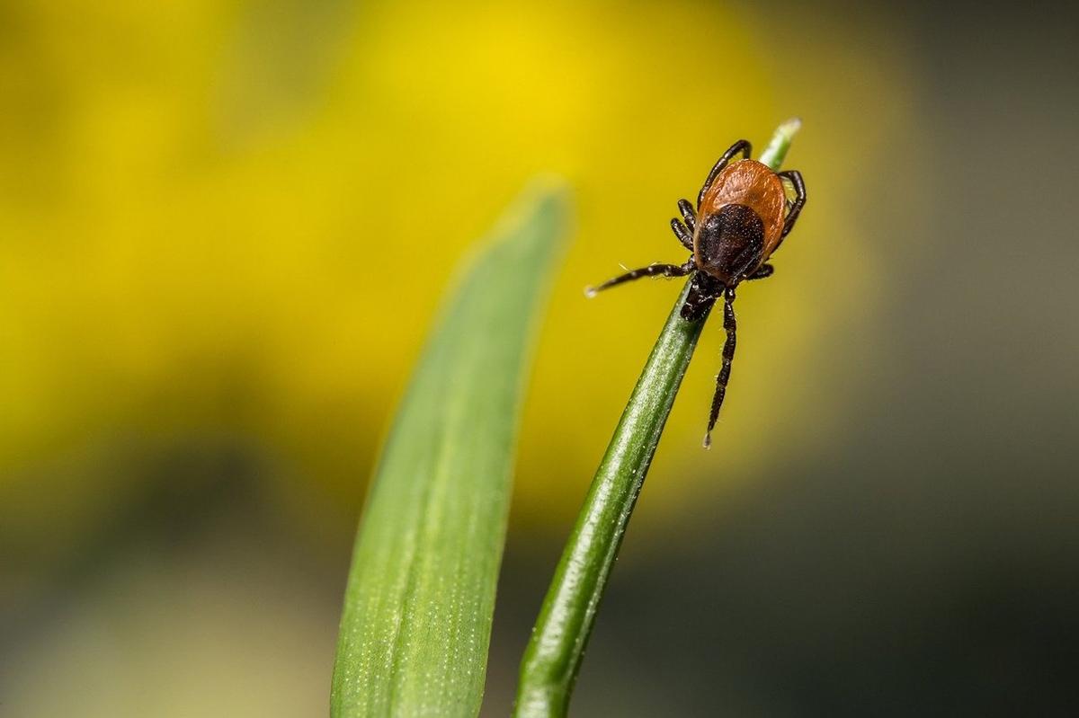 Try This App to Avoid Ticks This Summer