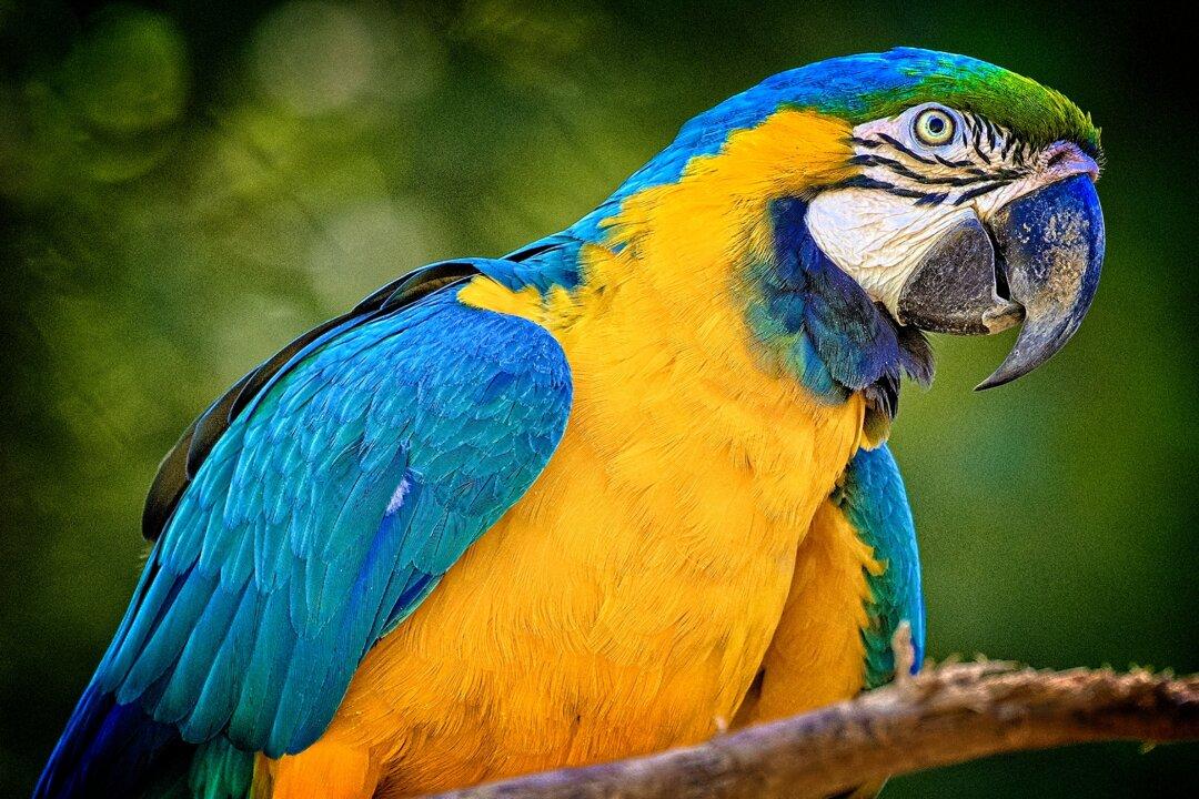 Visiting America’s Largest Bird Park