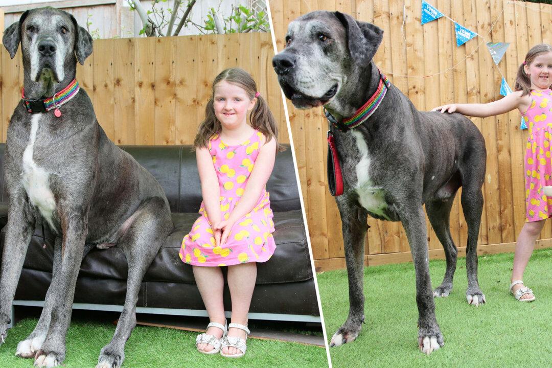 World’s Biggest Dog Freddy Is Over 7 Feet Tall, and Now Might Also Be World’s Oldest Great Dane