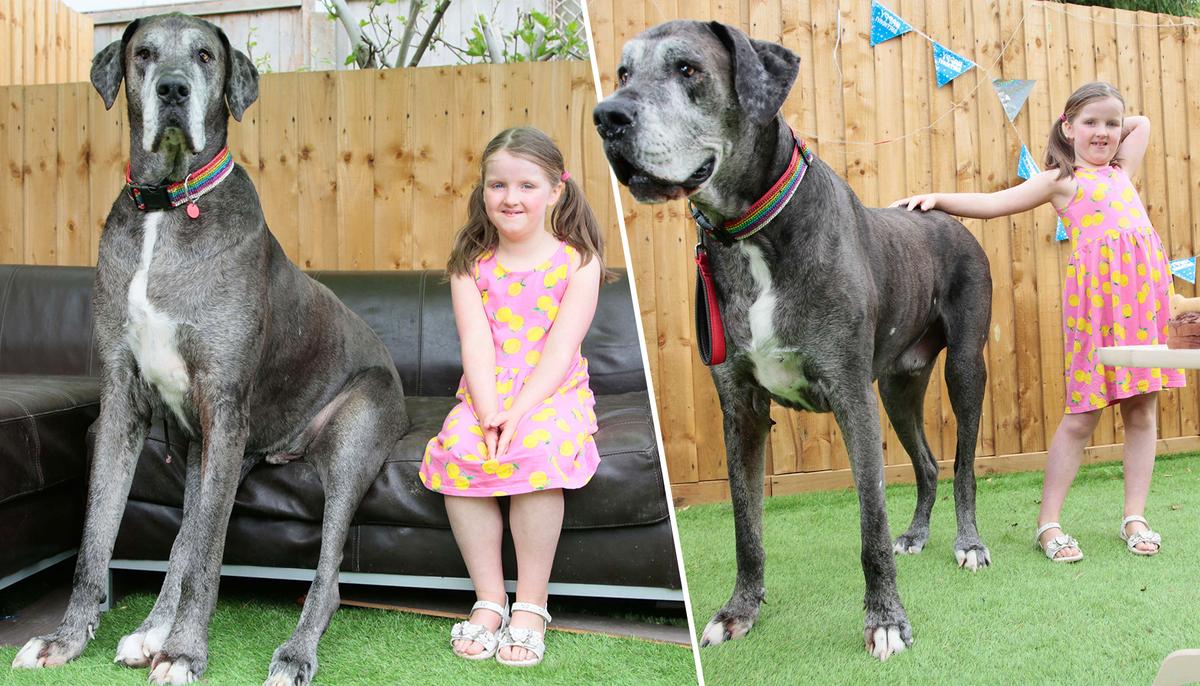 World’s Biggest Dog Freddy Is Over 7 Feet Tall, and Now Might Also Be World’s Oldest Great Dane