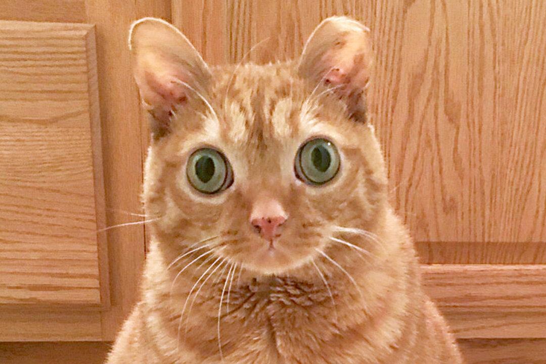 Cat With Googly Eyes That Has a Permanently Startled Look Is Instagram Famous