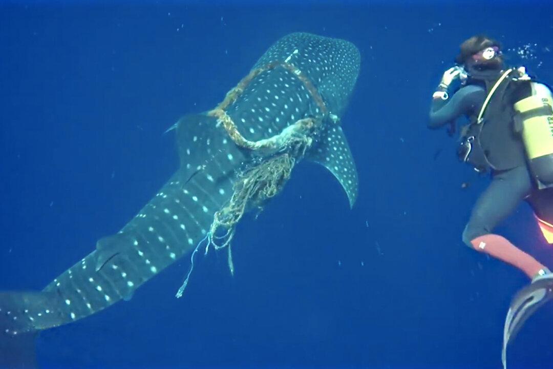 Ocean Divers Cut Free Whale Shark With Rope Around Its Neck–Then Shark ‘Thanks’ Them