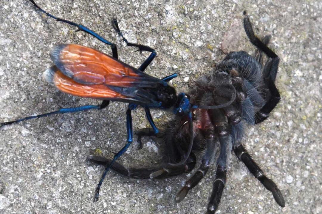 Tarantula Hawk Wasp Has the 2nd Most Painful Bug Sting in the World–but Tarantulas Get It Worse