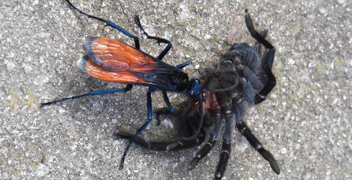 Tarantula Hawk Wasp Has the 2nd Most Painful Bug Sting in the World–but Tarantulas Get It Worse