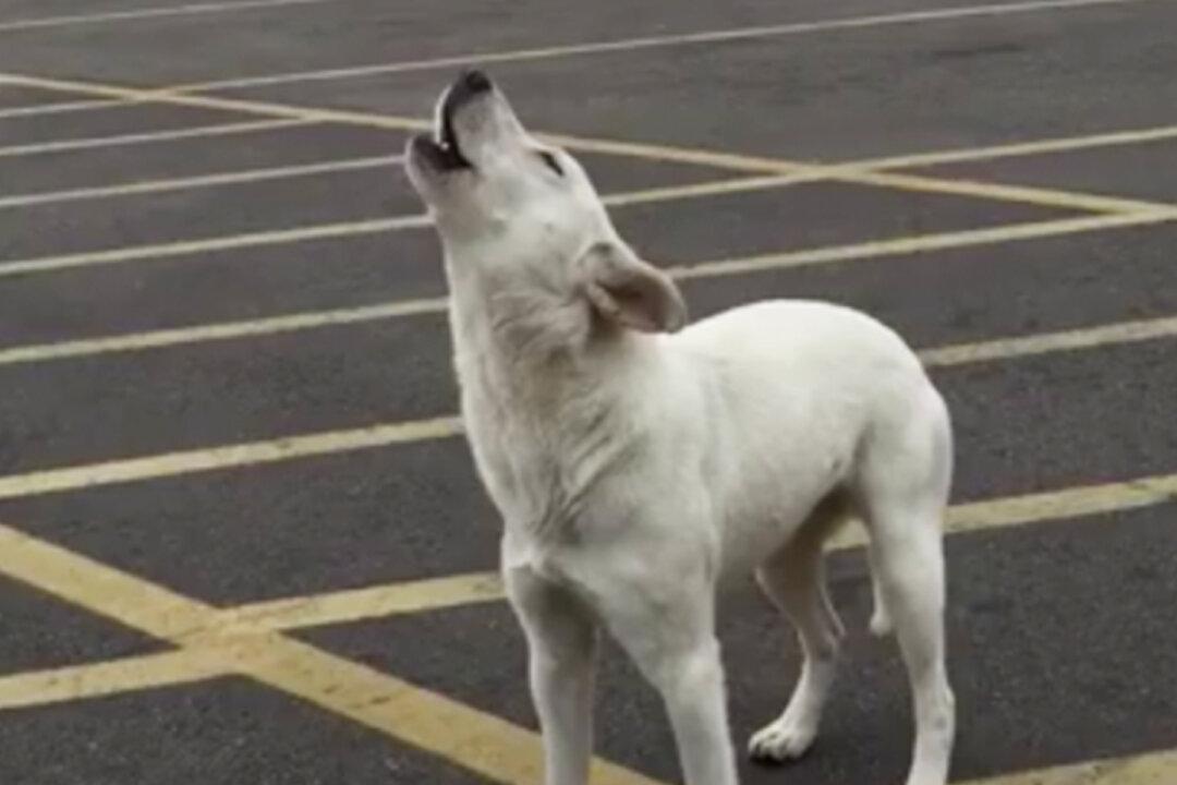 Abandoned Dog Howls for Nine Days Waiting for Her Owner Before Finding Forever Home