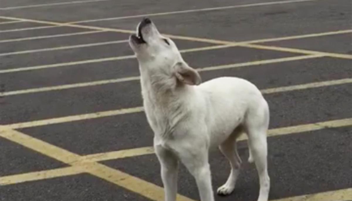 Abandoned Dog Howls for Nine Days Waiting for Her Owner Before Finding Forever Home