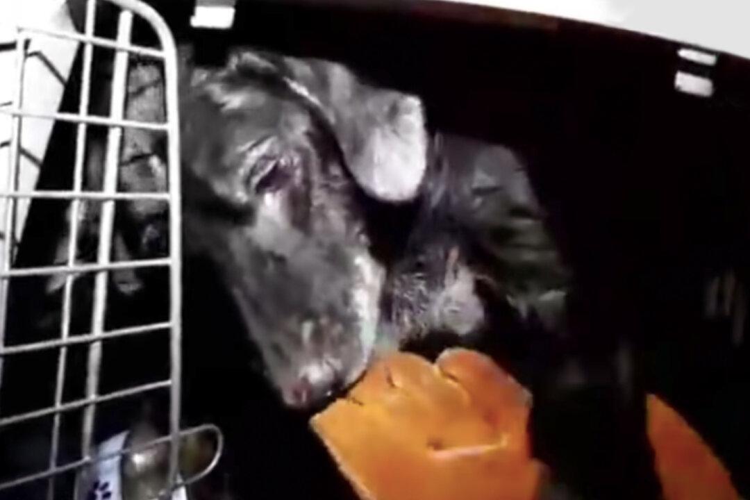 Aggressive Dog That Was Chained All His Life Gives In and Allows Rescuer to Touch Him