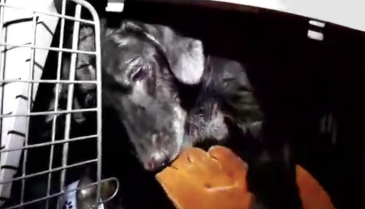 Aggressive Dog That Was Chained All His Life Gives In and Allows Rescuer to Touch Him