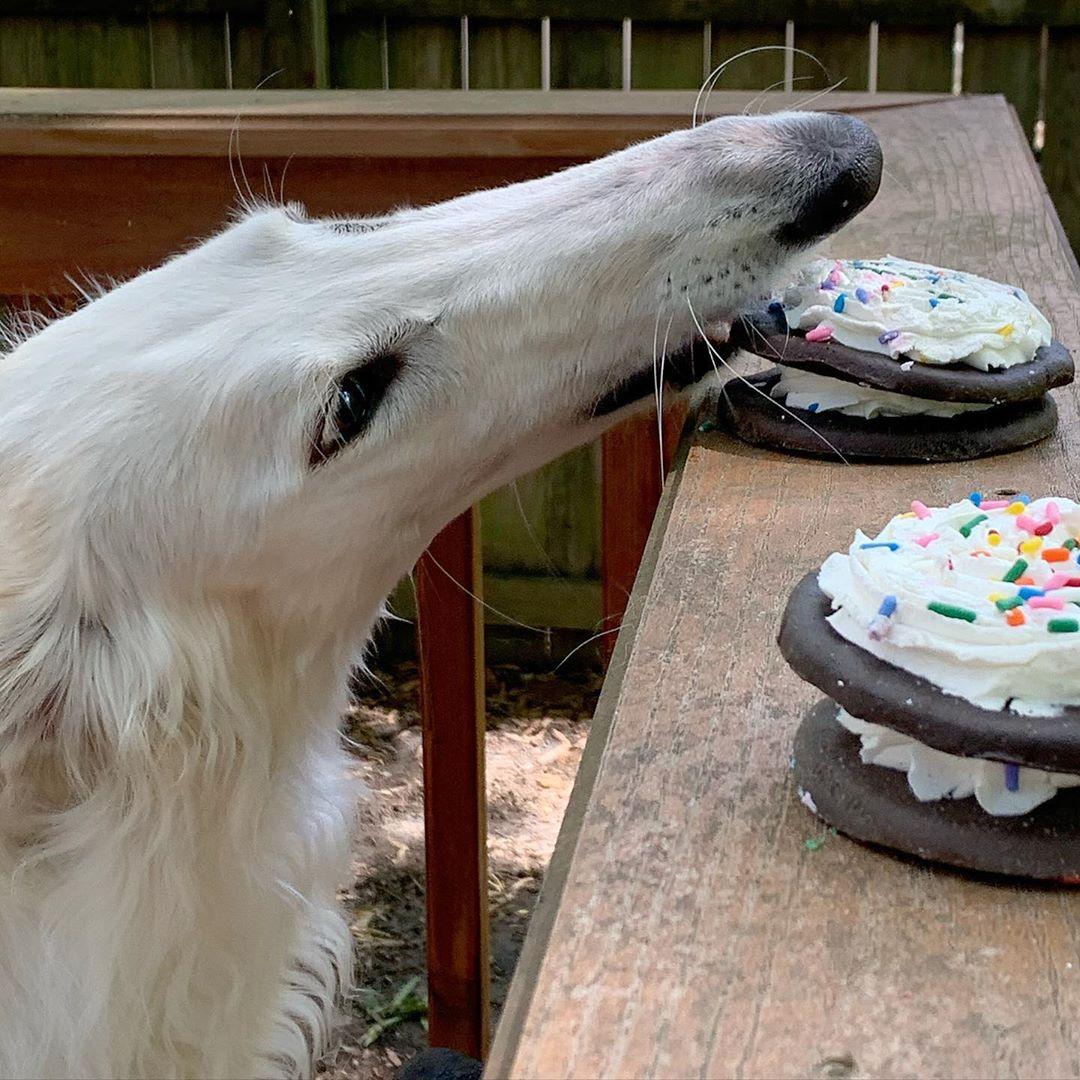 (Courtesy of <a href="https://www.instagram.com/eriszoi/">Eris The Borzoi</a>)