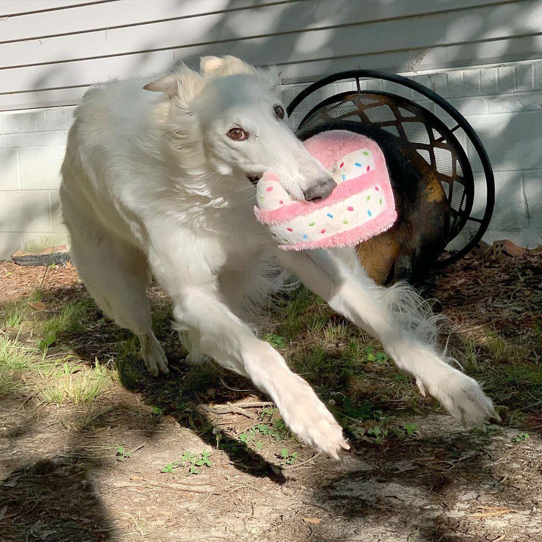 (Courtesy of <a href="https://www.instagram.com/eriszoi/">Eris The Borzoi</a>)