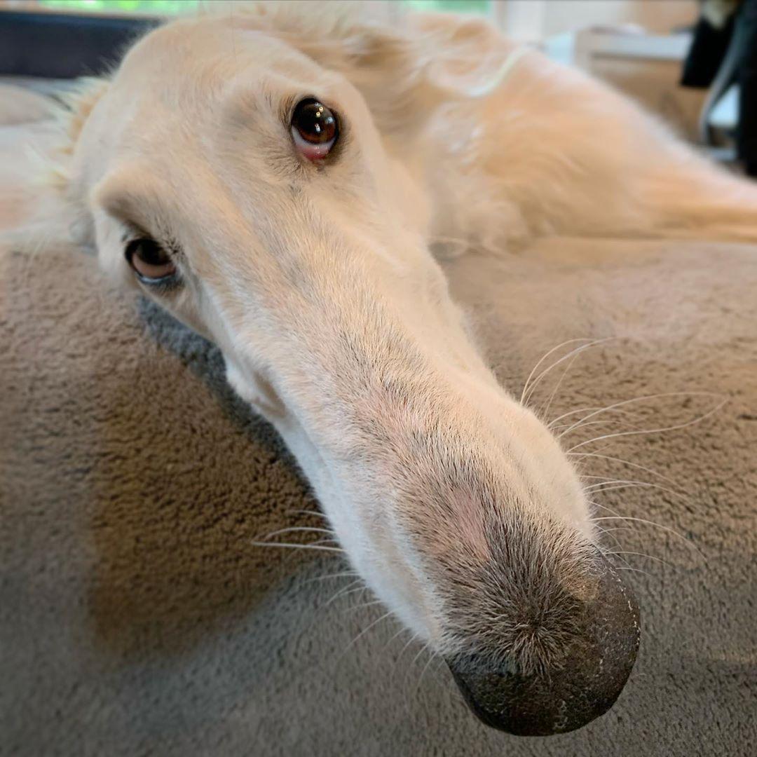 (Courtesy of <a href="https://www.instagram.com/eriszoi/">Eris The Borzoi</a>)