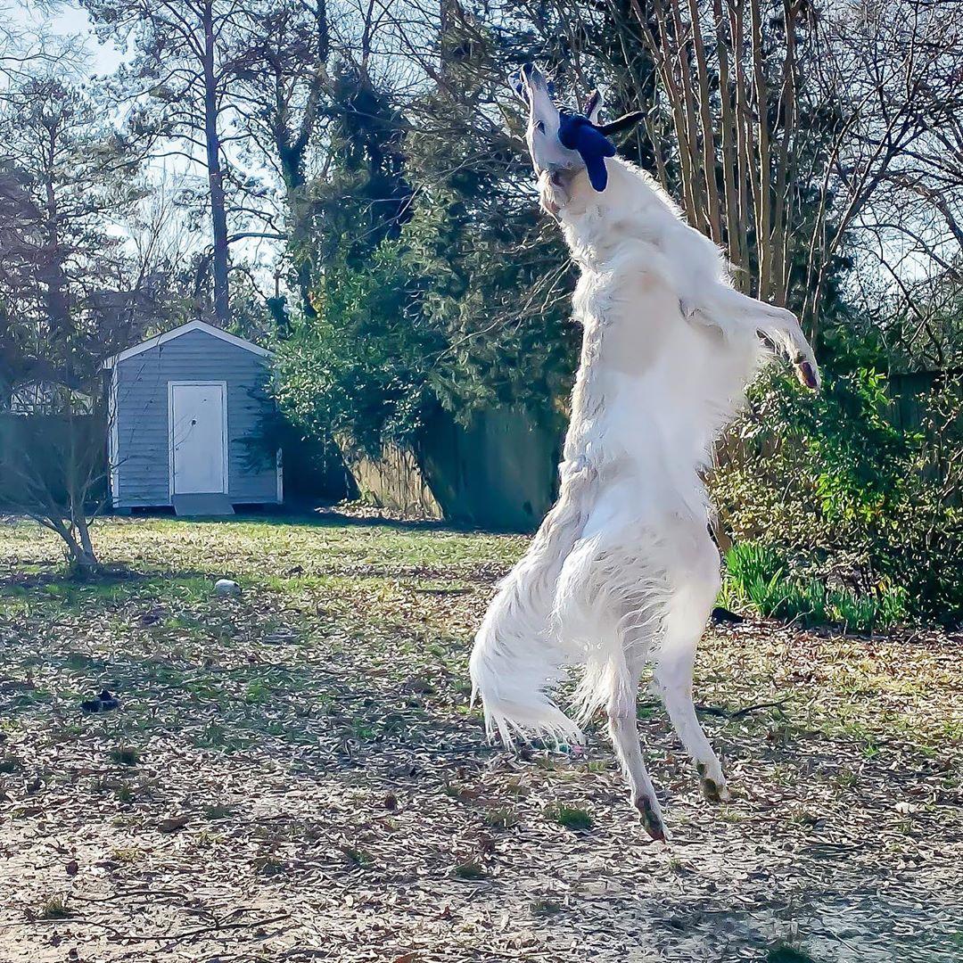 (Courtesy of <a href="https://www.instagram.com/eriszoi/">Eris The Borzoi</a>)