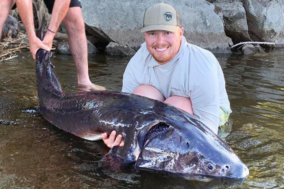 Fisherman Reels In Massive 7-Foot-Long Ontario Lake Monster: ‘My Legs Were Shaking’