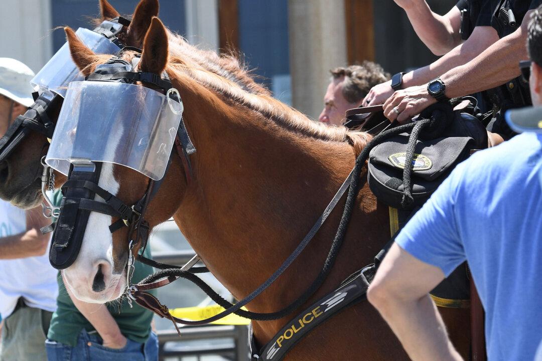 Ohio Animal Hospital Offers to Treat Police Horses Injured During Protests Free of Charge