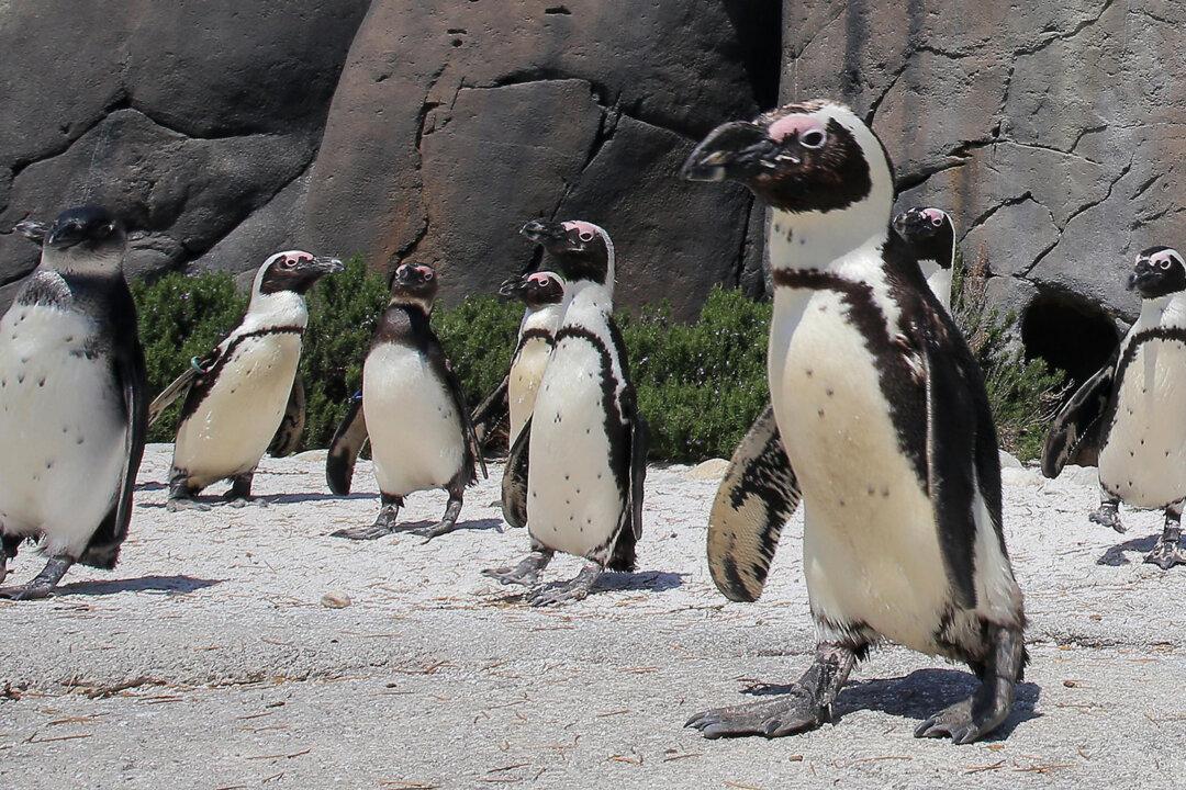 Zoo Permanently Closed by Lockdown Leaves Hundreds of Marine Animals in Urgent Need of Homes