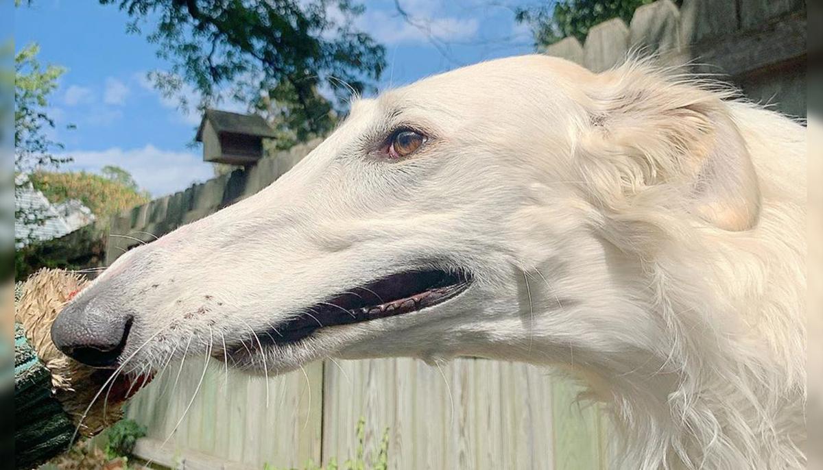 2-Year-Old Dog Has an Incredible 12.2-Inch Nose Believed to Be the World’s Longest