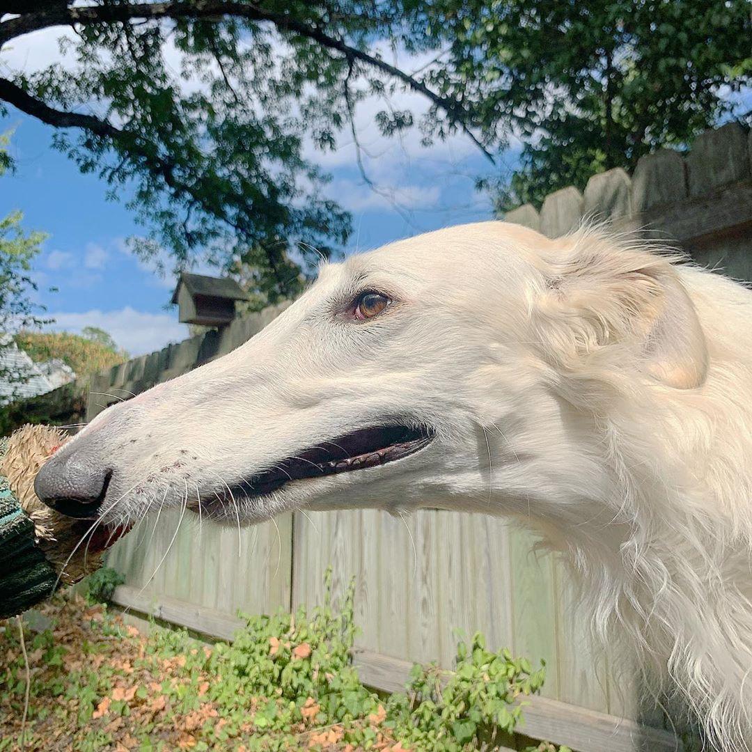 (Courtesy of <a href="https://www.instagram.com/eriszoi/">Eris The Borzoi</a>)