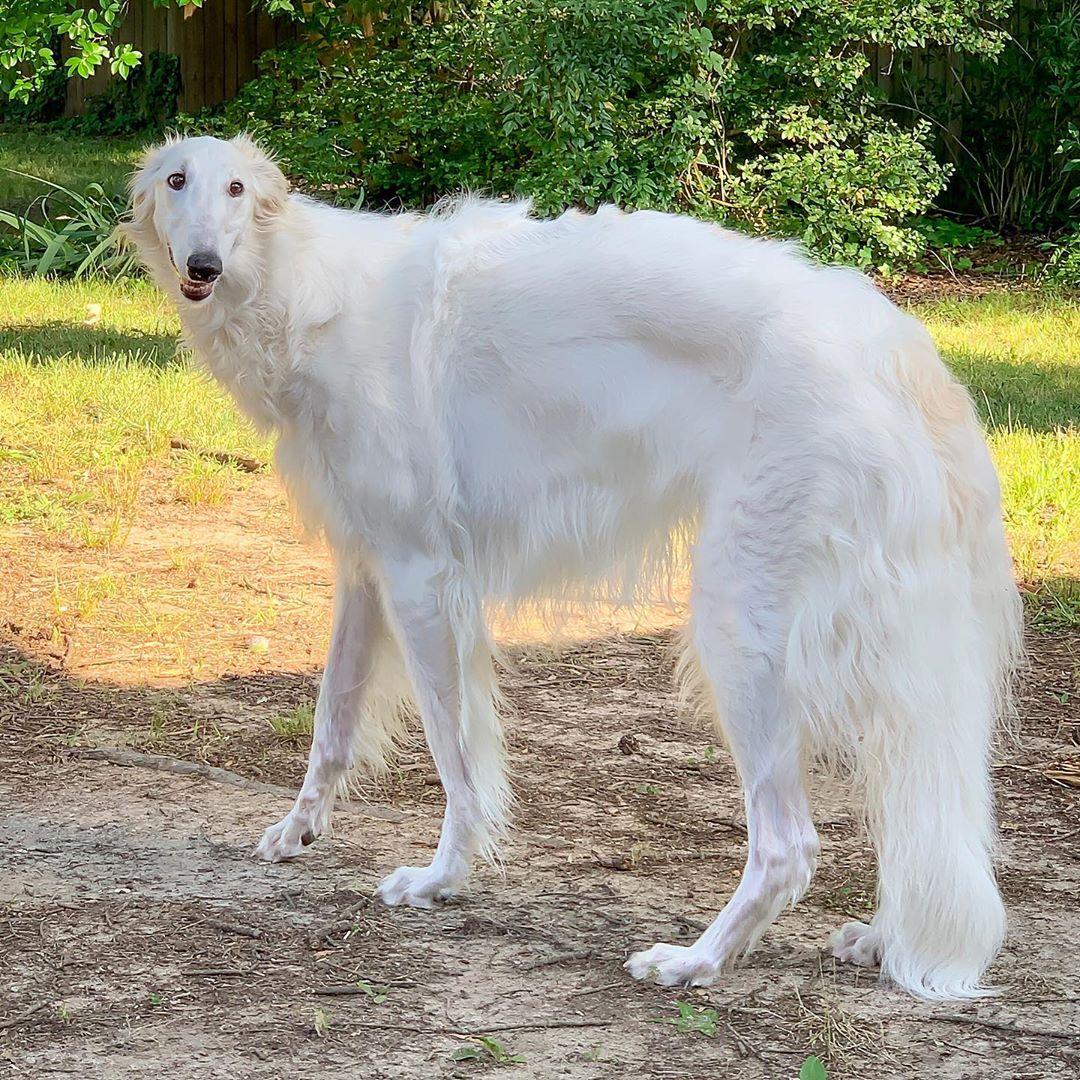 (Courtesy of <a href="https://www.instagram.com/eriszoi/">Eris The Borzoi</a>)