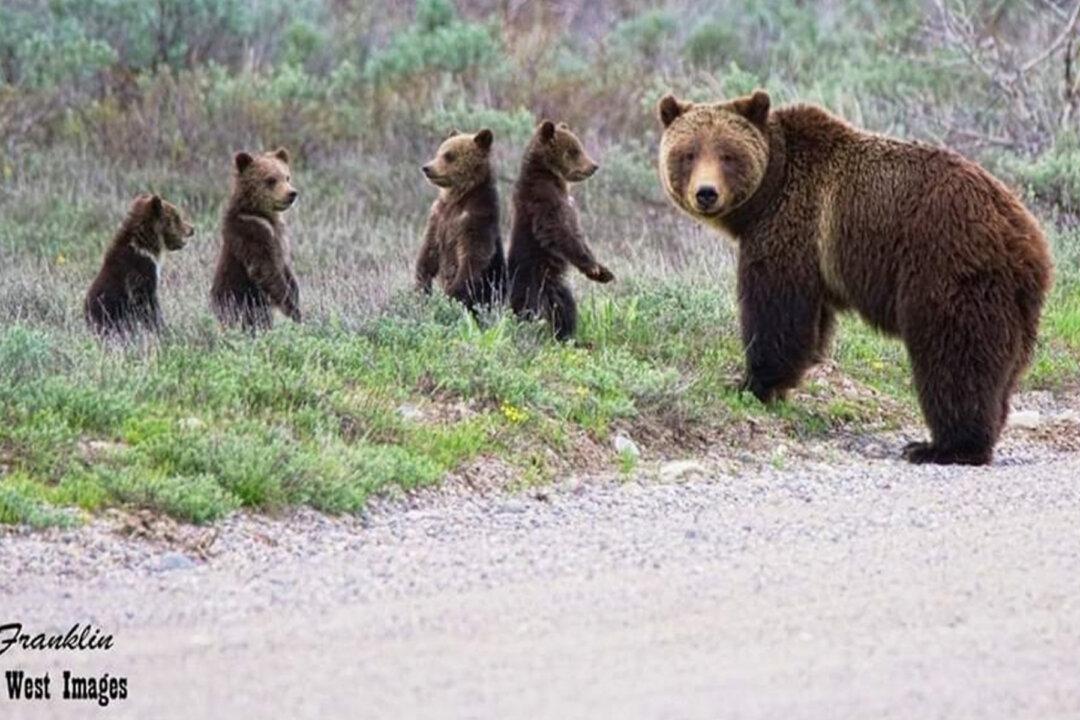 World’s Most Famous Grizzly Bear Emerges From Hibernation With Her Quadruplet Cubs