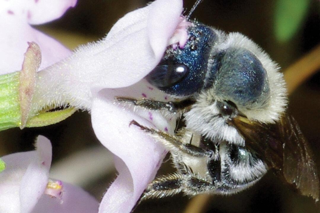 Researchers Rediscover Ultra-Rare BLUE Bee, Long Thought to Be Lost, in Florida