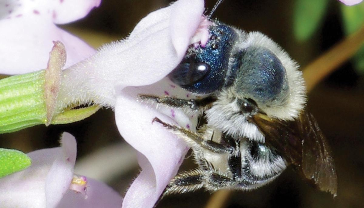 Researchers Rediscover Ultra-Rare BLUE Bee, Long Thought to Be Lost, in Florida