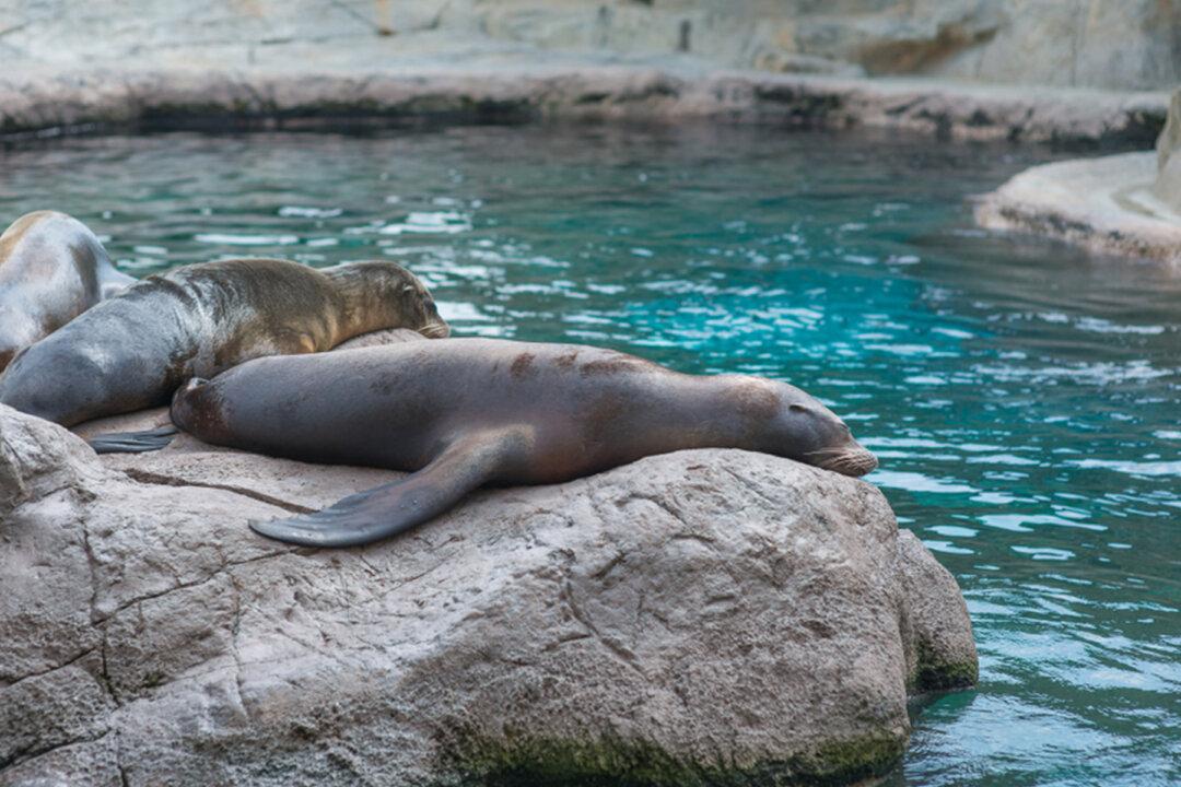 Marine Zoo Forced to Close Says It May Have to Euthanize Hundreds of Animals If Not Rehomed