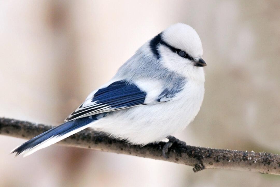 Meet the Azure Tit, a Tiny Frost-Blue Songbird Enchanting People With Its Cuteness