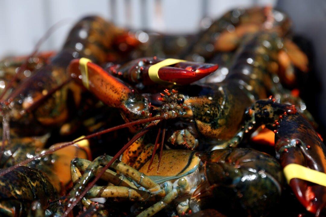 US Moves to Protect Lobster Industry, Threatens Tariffs on China