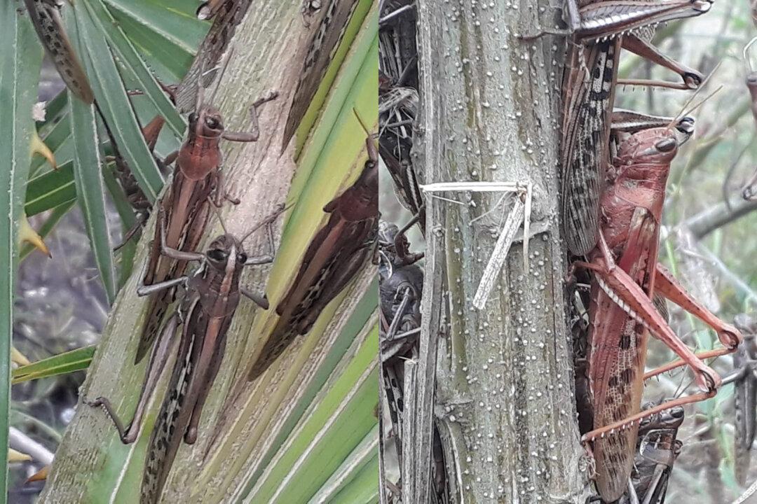 Argentina, Brazil Monitor Massive Locust Swarm; Crop Damage Seen Limited