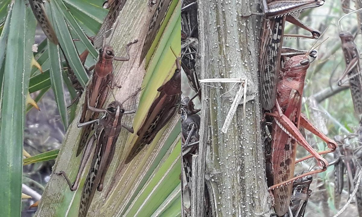 Argentina, Brazil Monitor Massive Locust Swarm; Crop Damage Seen Limited