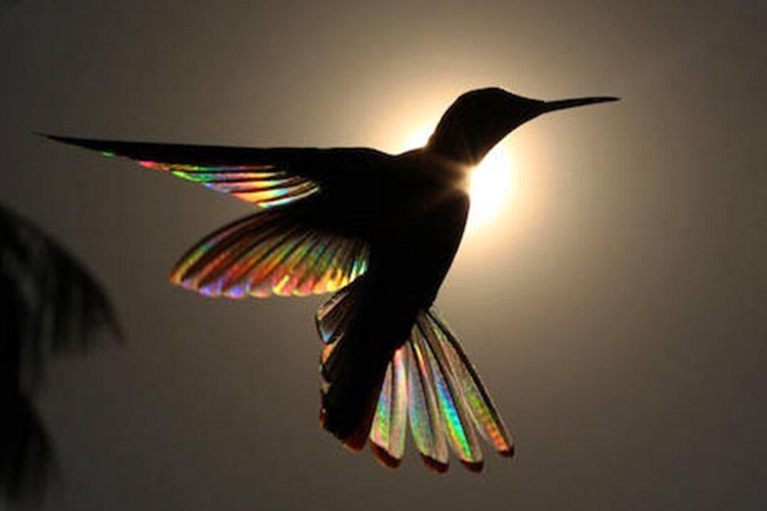 Photographer Captures Incredible Images of Hummingbird’s Wings Gleaming Like Rainbows