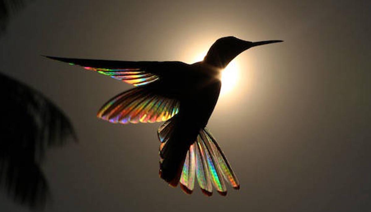 Photographer Captures Incredible Images of Hummingbird’s Wings Gleaming Like Rainbows