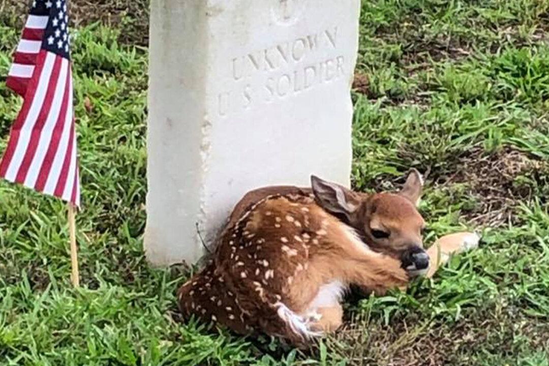 Tiny Fawn Spotted ‘Cozying Up’ Next to the Headstone of Unknown US Soldier at a Cemetery