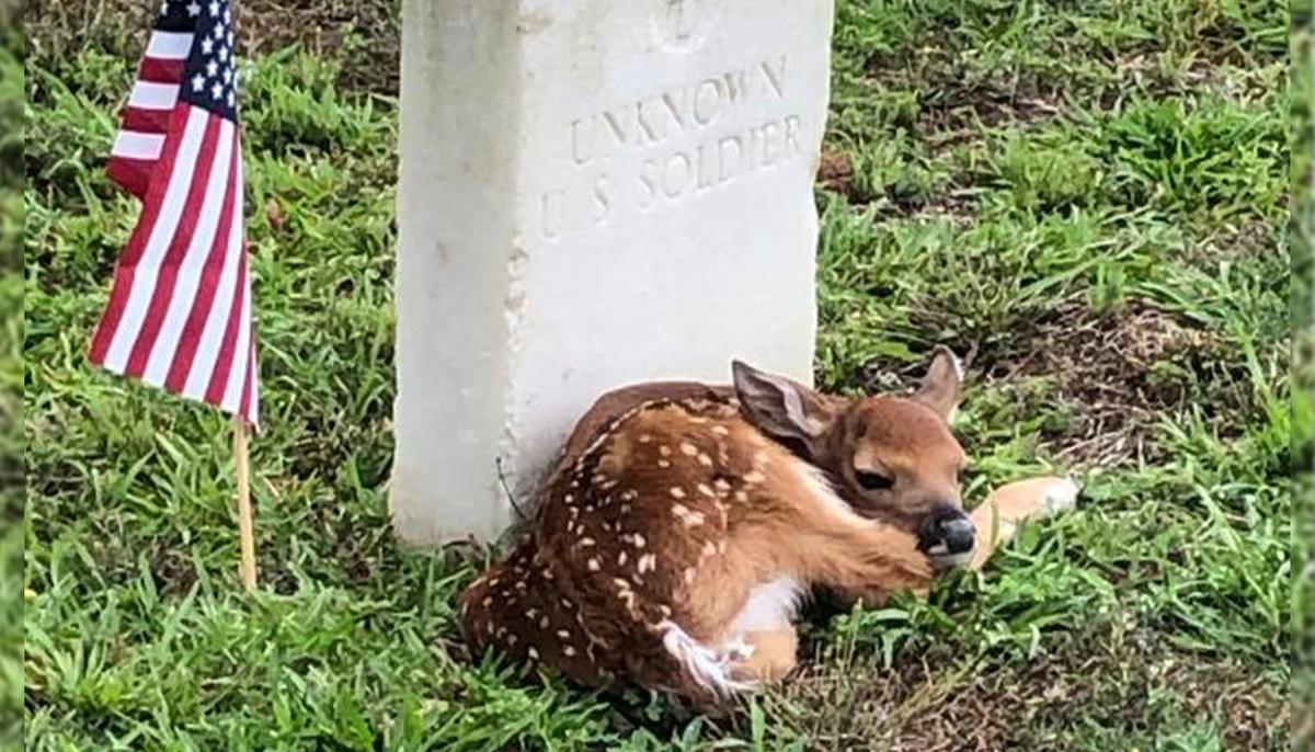 Tiny Fawn Spotted ‘Cozying Up’ Next to the Headstone of Unknown US Soldier at a Cemetery